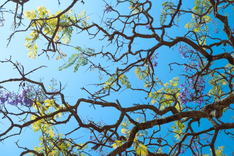 Smart Infrastructure - the branches of a tree with purple flowers against a blue sky