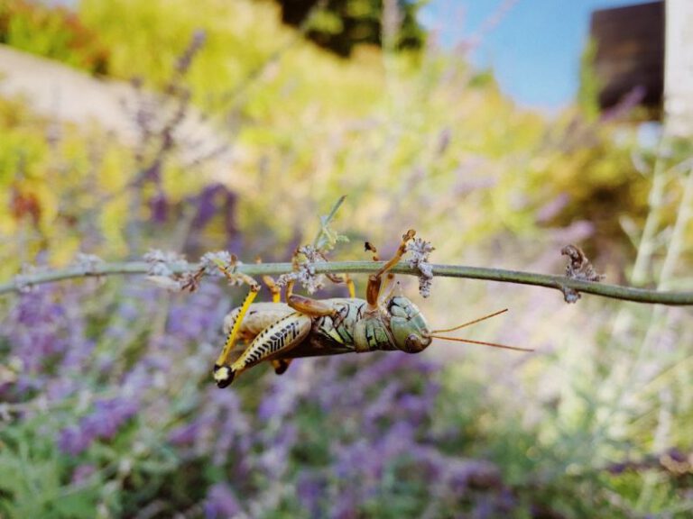 Hanging Gardens - a close up of a bug