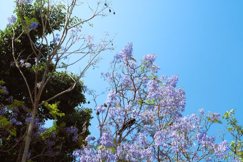 Smart Infrastructure - a tree with purple flowers in the foreground and a blue sky in the background