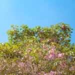 Smart Materials - a tree filled with lots of pink flowers under a blue sky